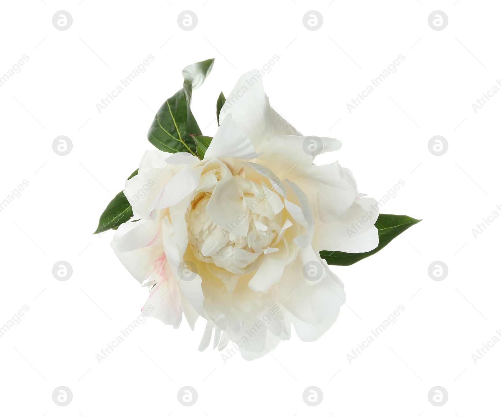 Photo of Beautiful fragrant peony flower isolated on white