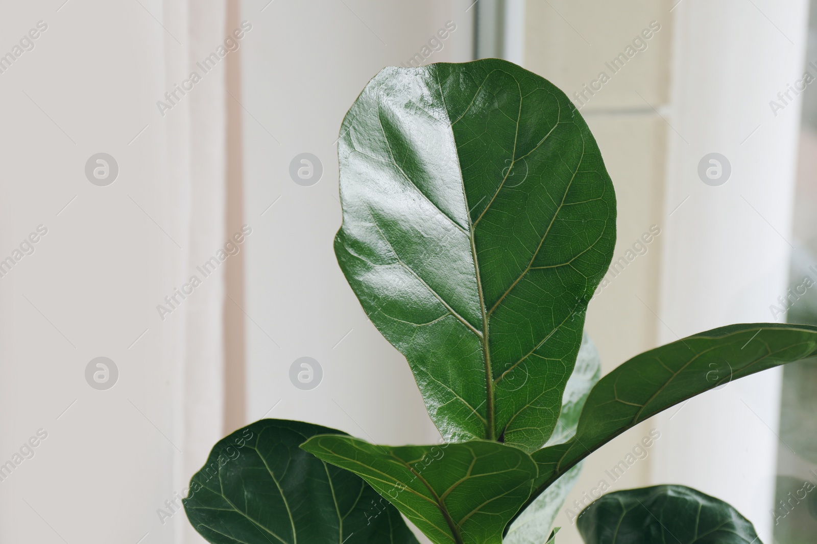 Photo of Beautiful green ficus plant indoors. House decor