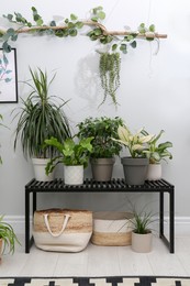 Beautiful potted plants near grey wall indoors. Interior design