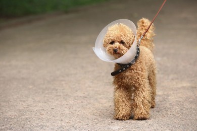 Cute Maltipoo dog with Elizabethan collar outdoors, space for text