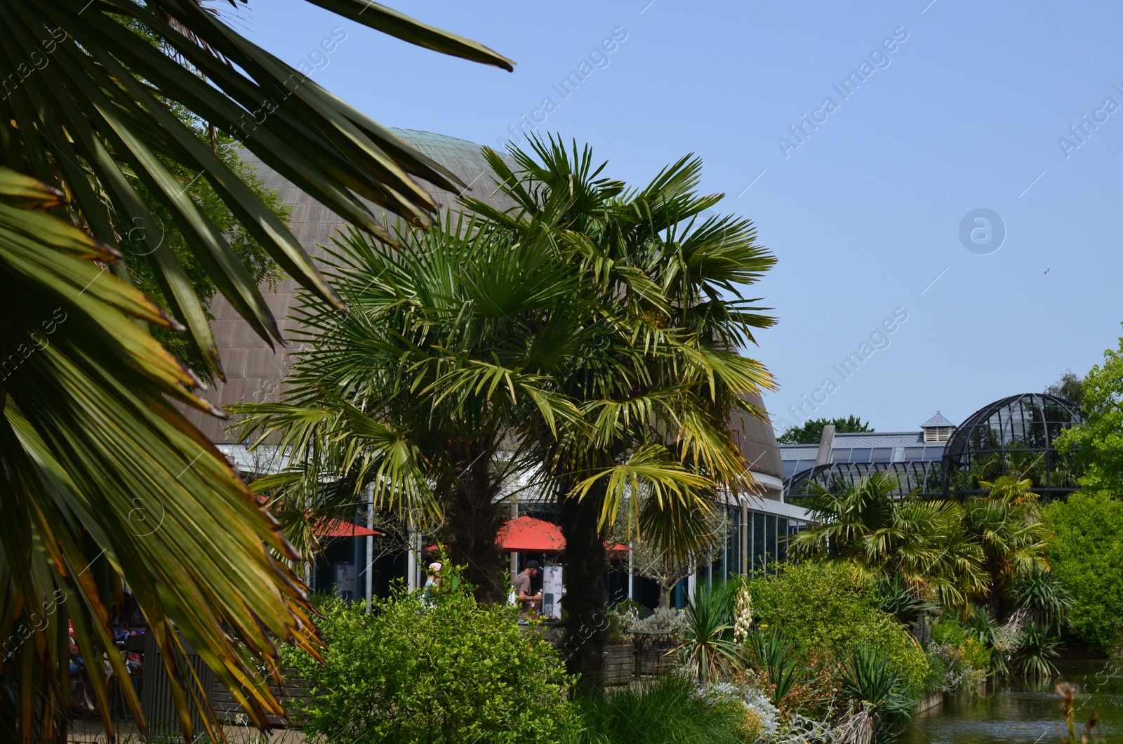 Photo of Beautiful palm trees with lush leaves growing near buildings outside