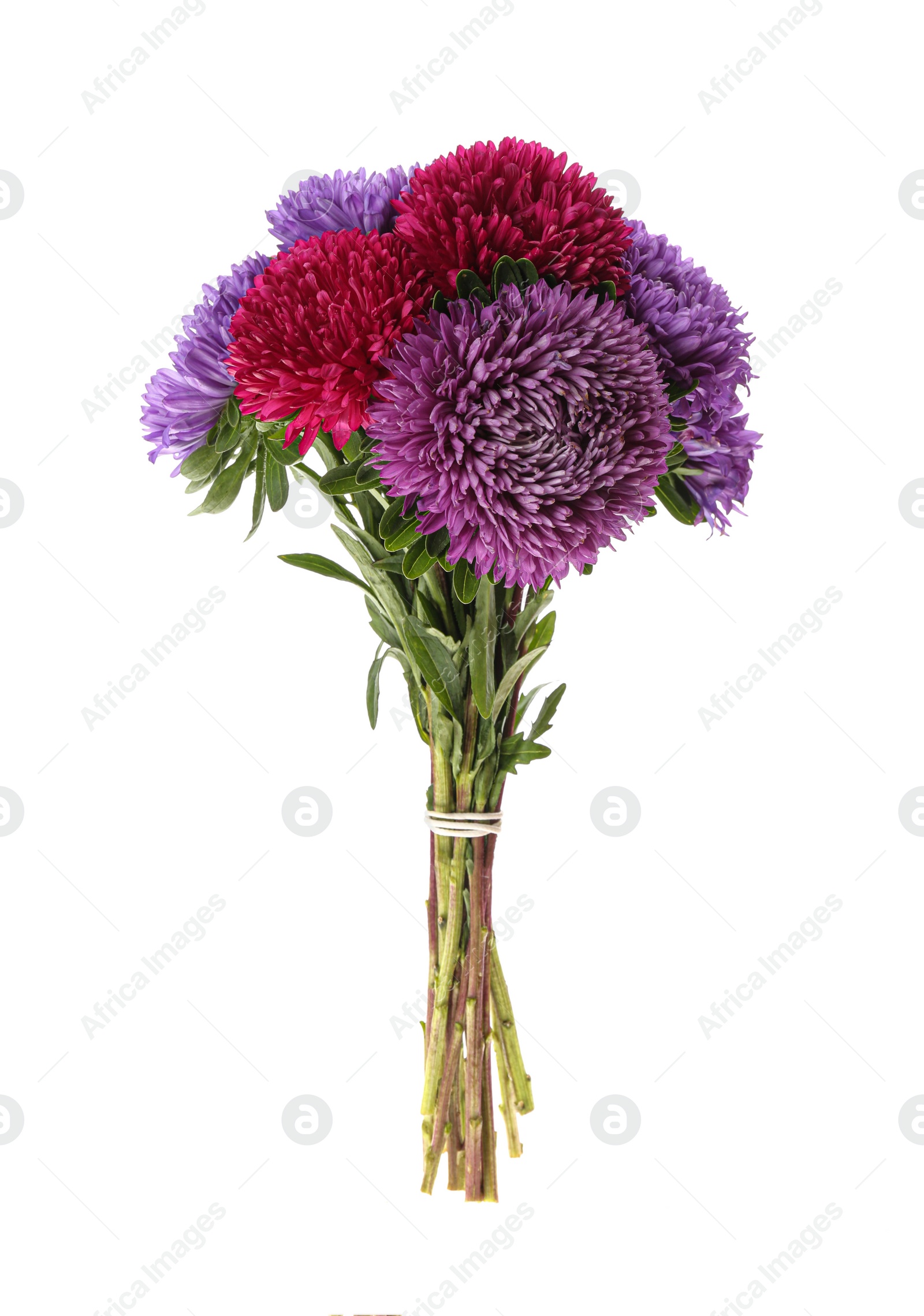 Photo of Bouquet of beautiful asters isolated on white.  Autumn flowers