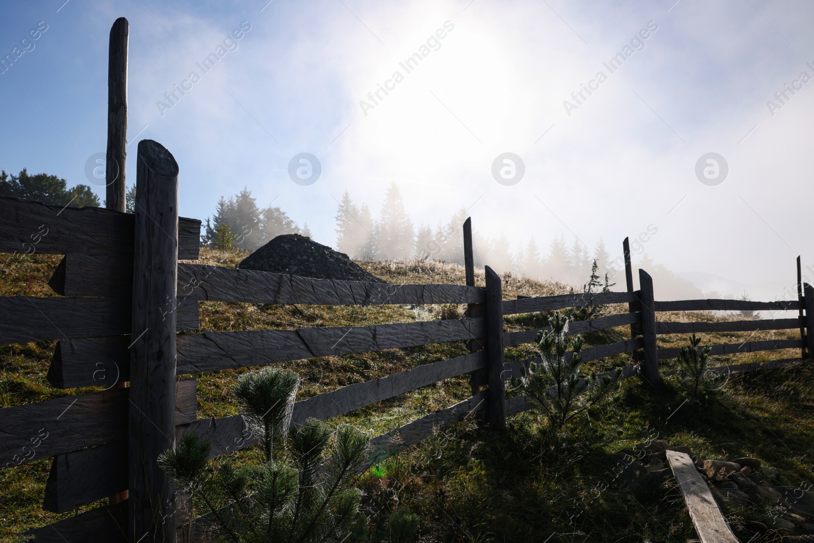 Photo of Trees growing near wooden fence in morning