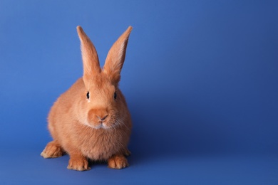 Photo of Cute bunny on blue background, space for text. Easter symbol