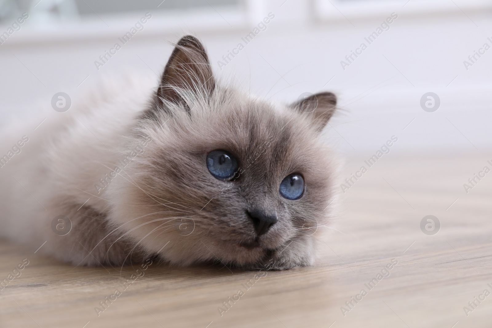 Photo of Beautiful fluffy cat lying on warm floor in room, closeup. Heating system