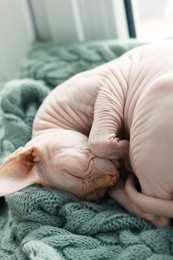 Photo of Cute Sphynx cat sleeping on soft blanket at home, closeup. Lovely pet