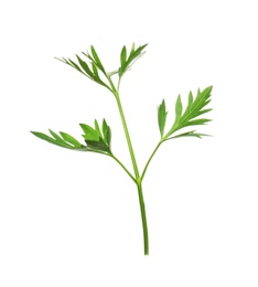 Fresh green organic parsley on white background