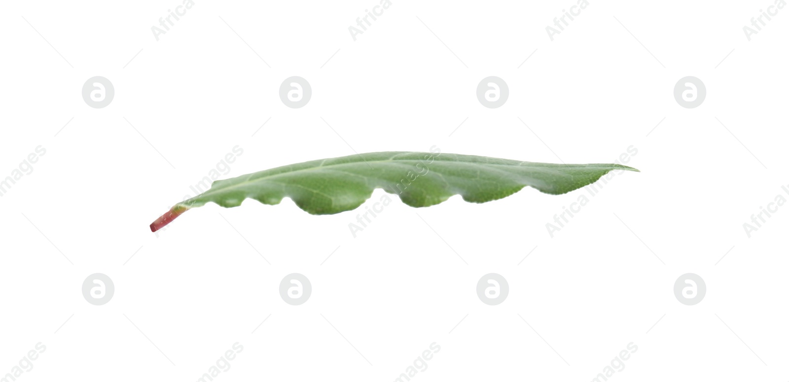 Photo of One fresh bay leaf isolated on white