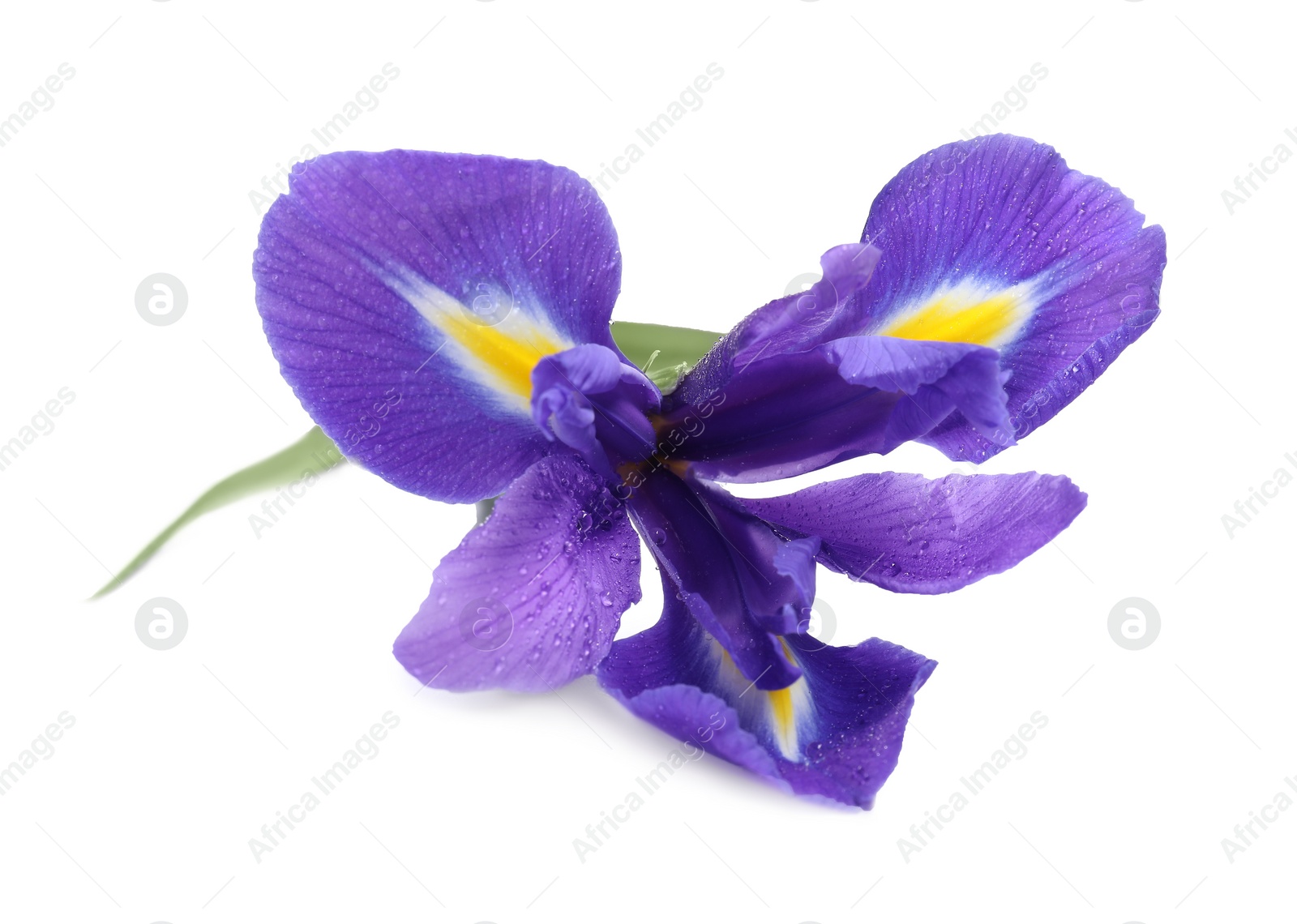 Photo of Beautiful violet iris flower with water drops isolated on white