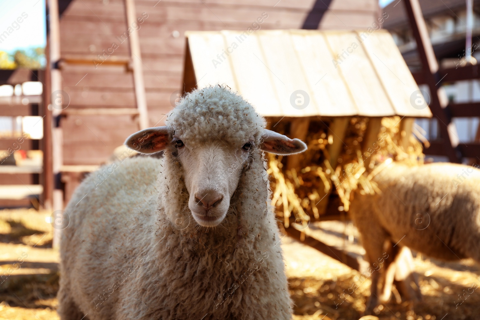 Photo of Cute funny sheep on farm, closeup. Animal husbandry