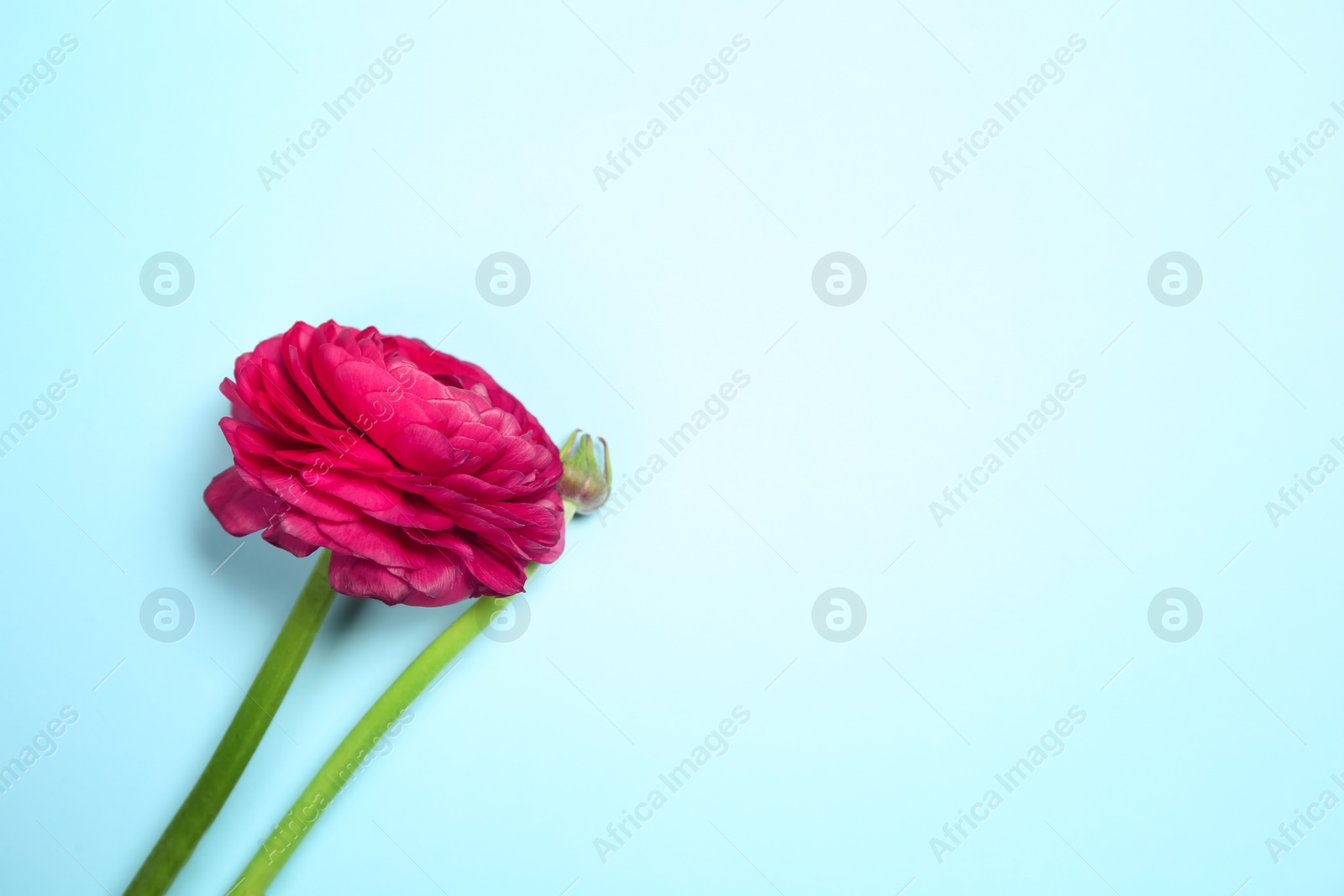 Photo of Beautiful ranunculus flower on color background