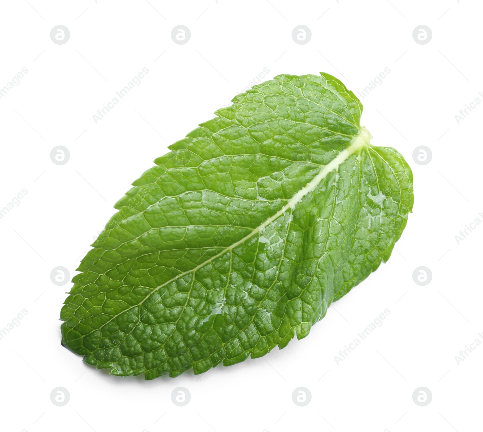 Photo of One wet green leaf isolated on white