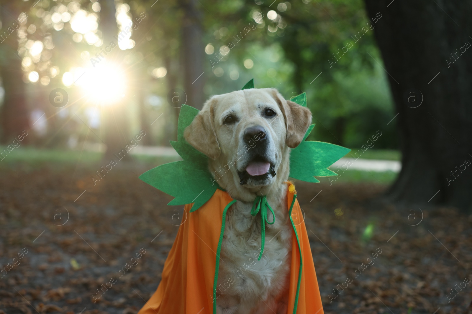 Photo of Cute Labrador Retriever dog wearing Halloween costume in autumn park