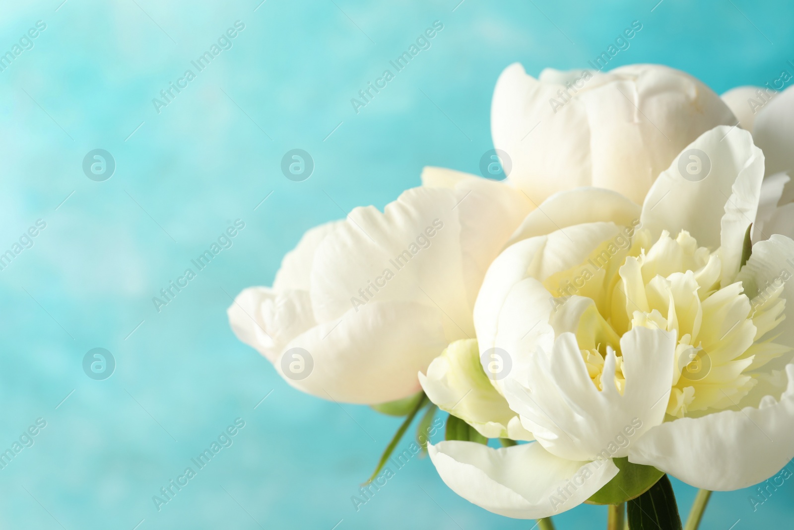 Photo of Fragrant peonies on color background, closeup with space for text. Beautiful spring flowers