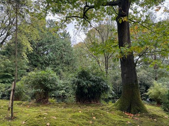 Photo of Bright moss, trees and other beautiful plants in park