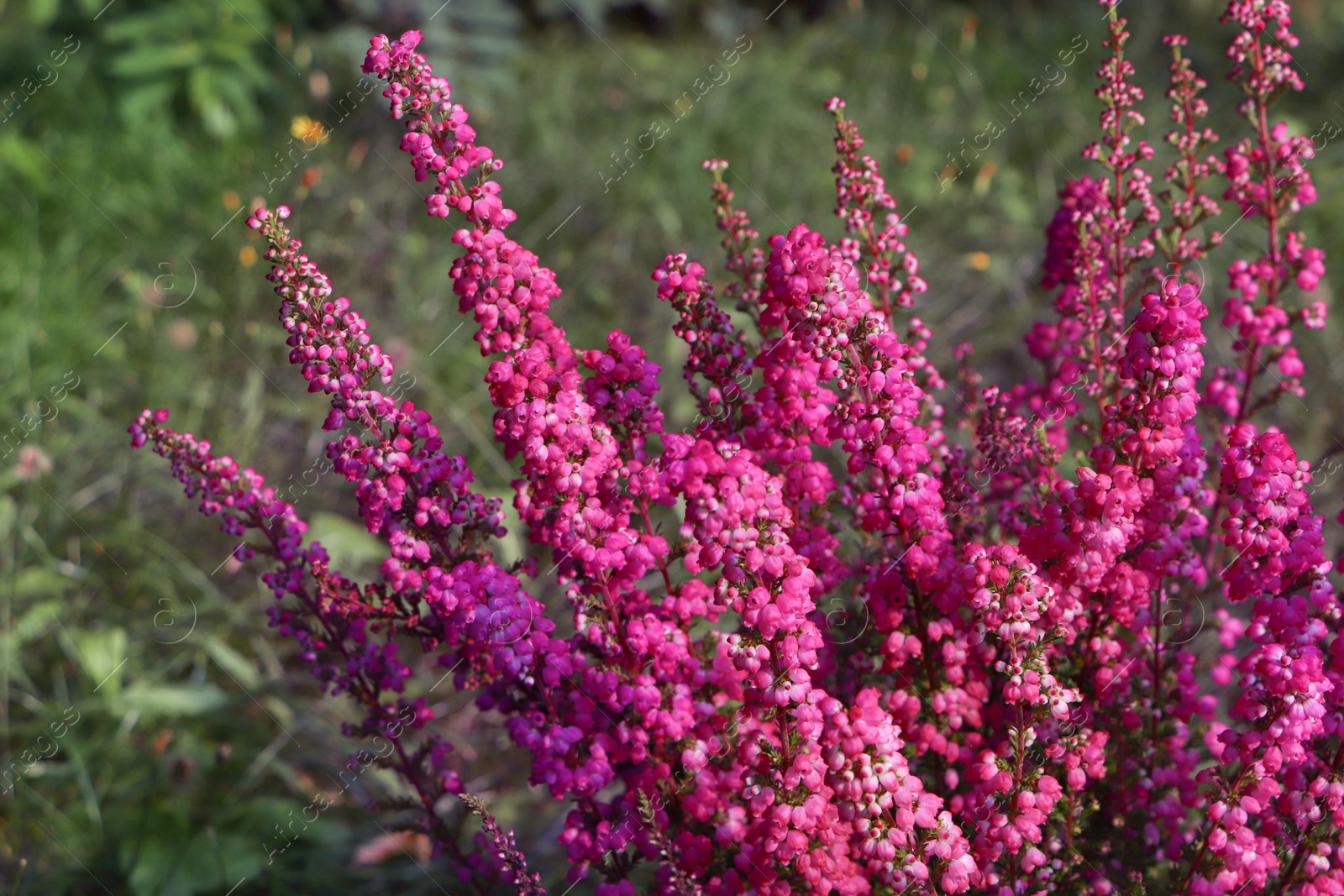 Photo of Heather shrub with beautiful blooming flowers outdoors, closeup