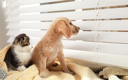 Adorable little kitten and puppy on blanket near window indoors