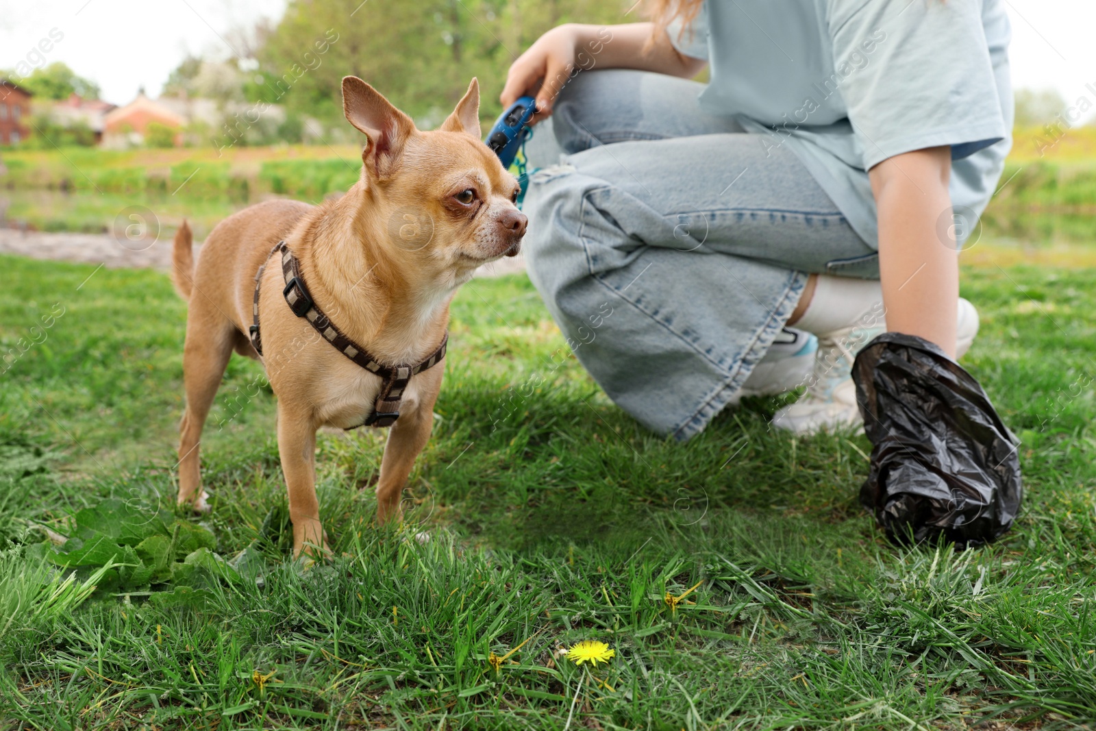 Photo of Woman picking up her dog's poop from green grass in park, closeup