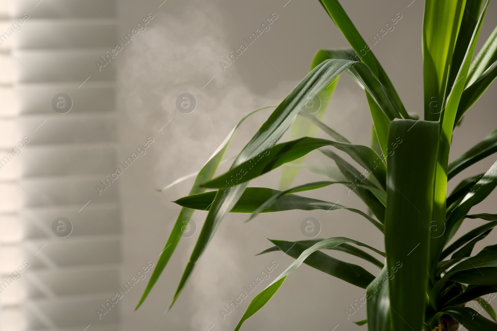 Photo of Beautiful green houseplant and steam indoors, closeup view. Air humidification