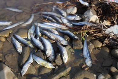 Photo of Dead fishes on stones near river. Environmental pollution concept