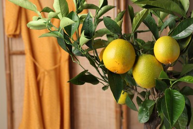 Closeup view of lemon tree with ripening fruits indoors