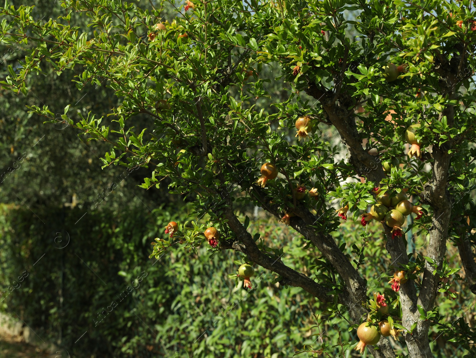 Photo of Unripe pomegranates growing on tree in garden