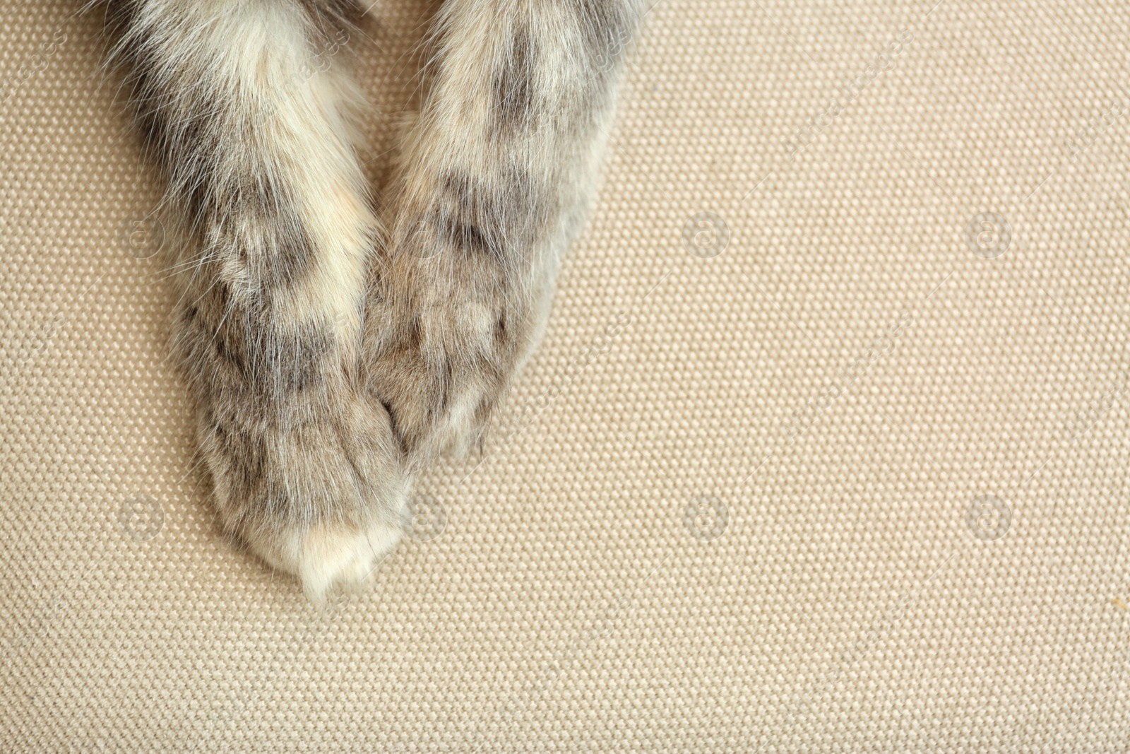 Photo of Adorable cat lying on couch at home, focus on paws. Space for text