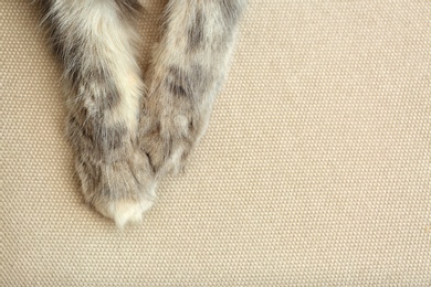 Adorable cat lying on couch at home, focus on paws. Space for text