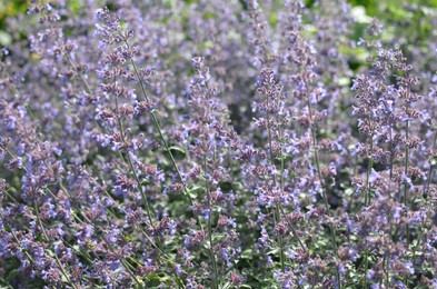 Photo of Beautiful blooming lavender plants growing in garden outdoors, closeup