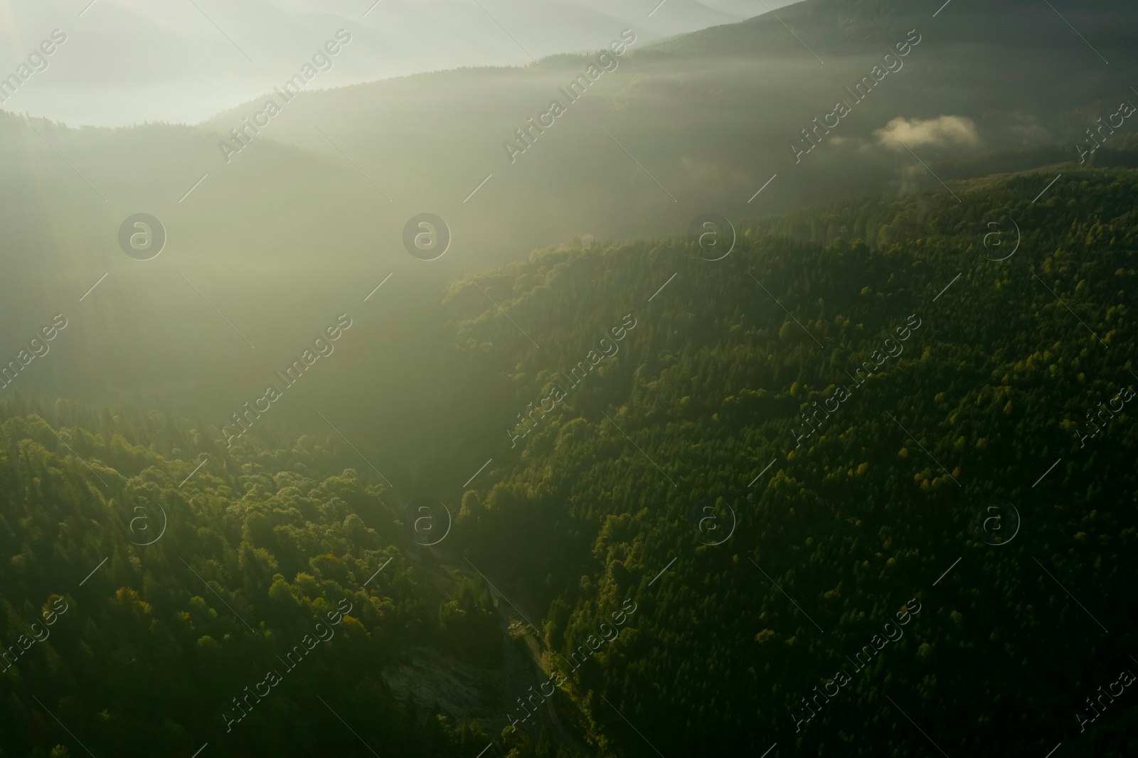 Image of Aerial view of green trees and road in mountains on sunny day. Drone photography