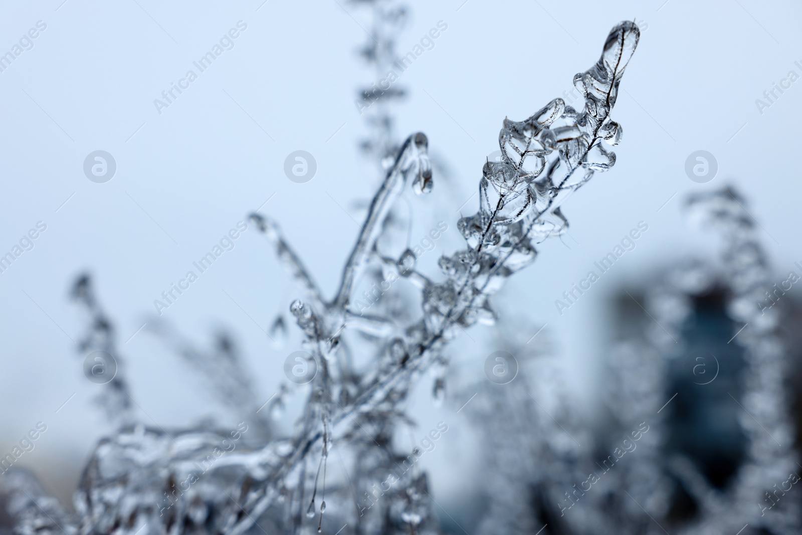 Photo of Plants in ice glaze outdoors on winter day, closeup