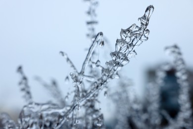 Plants in ice glaze outdoors on winter day, closeup