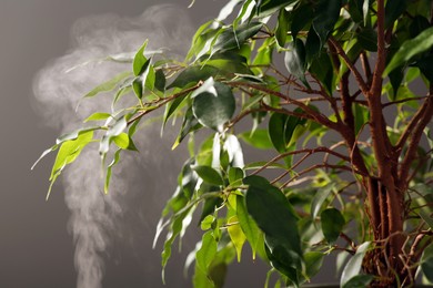 Photo of Beautiful green houseplant and steam on grey background, closeup. Air humidification