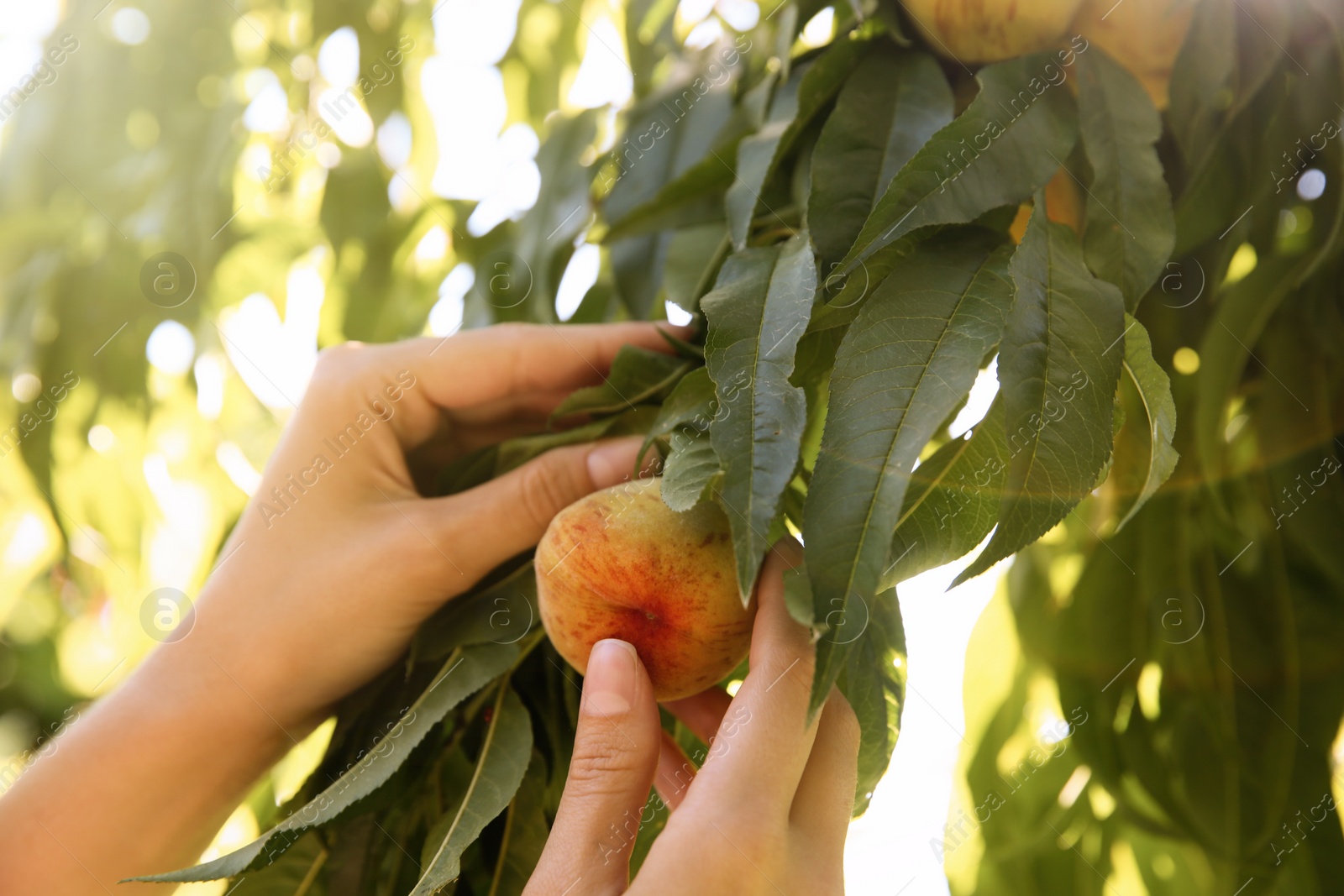 Photo of Woman picking ripe peach from tree outdoors, closeup