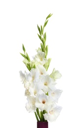 Photo of Vase with beautiful gladiolus flowers on white background