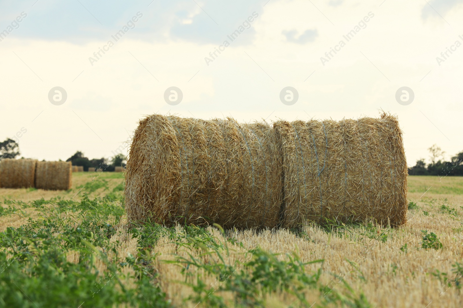 Photo of Beautiful view of agricultural field with hay bales