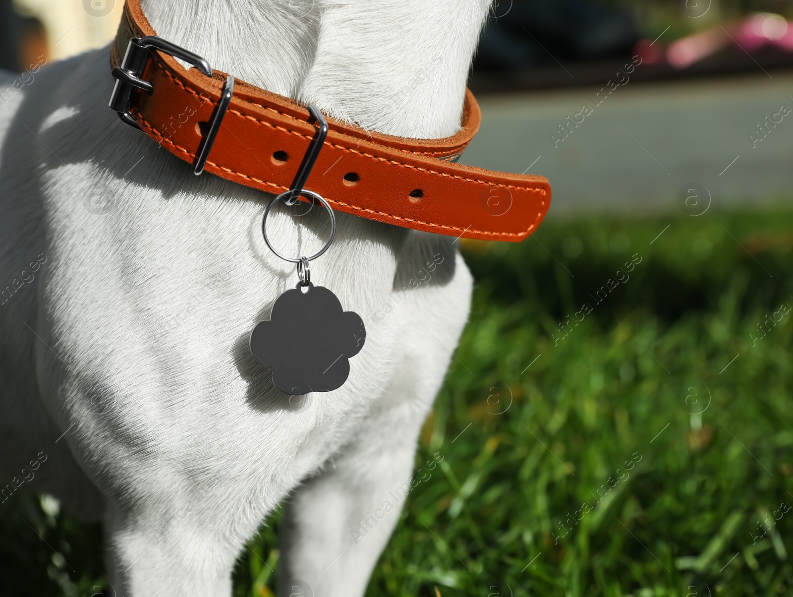 Photo of Dog in collar with metal tag on green grass outdoors, closeup