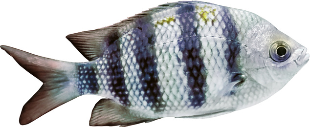 Image of Beautiful sergeant major fish on white background 