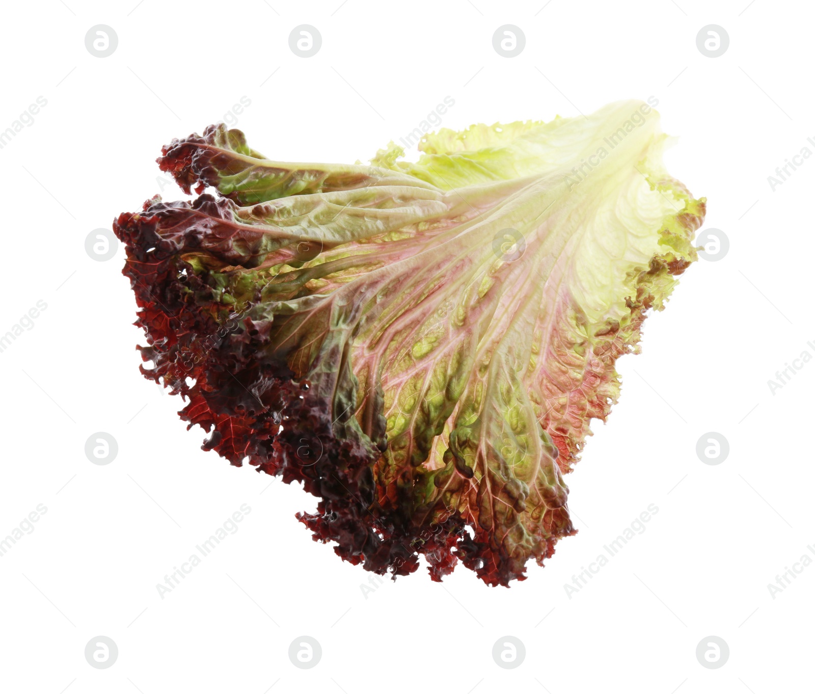 Photo of Leaf of fresh red coral lettuce isolated on white