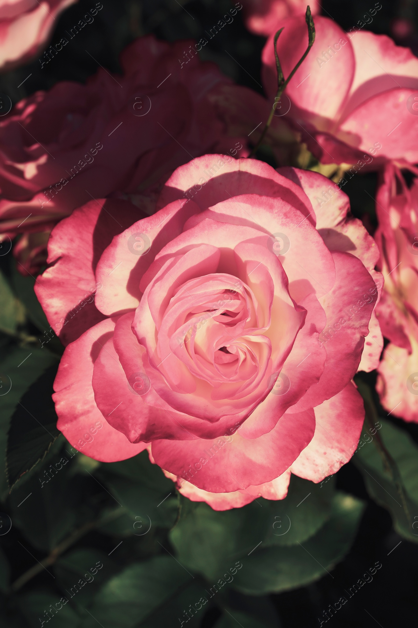 Image of Beautiful blooming pink roses on bush outdoors, closeup