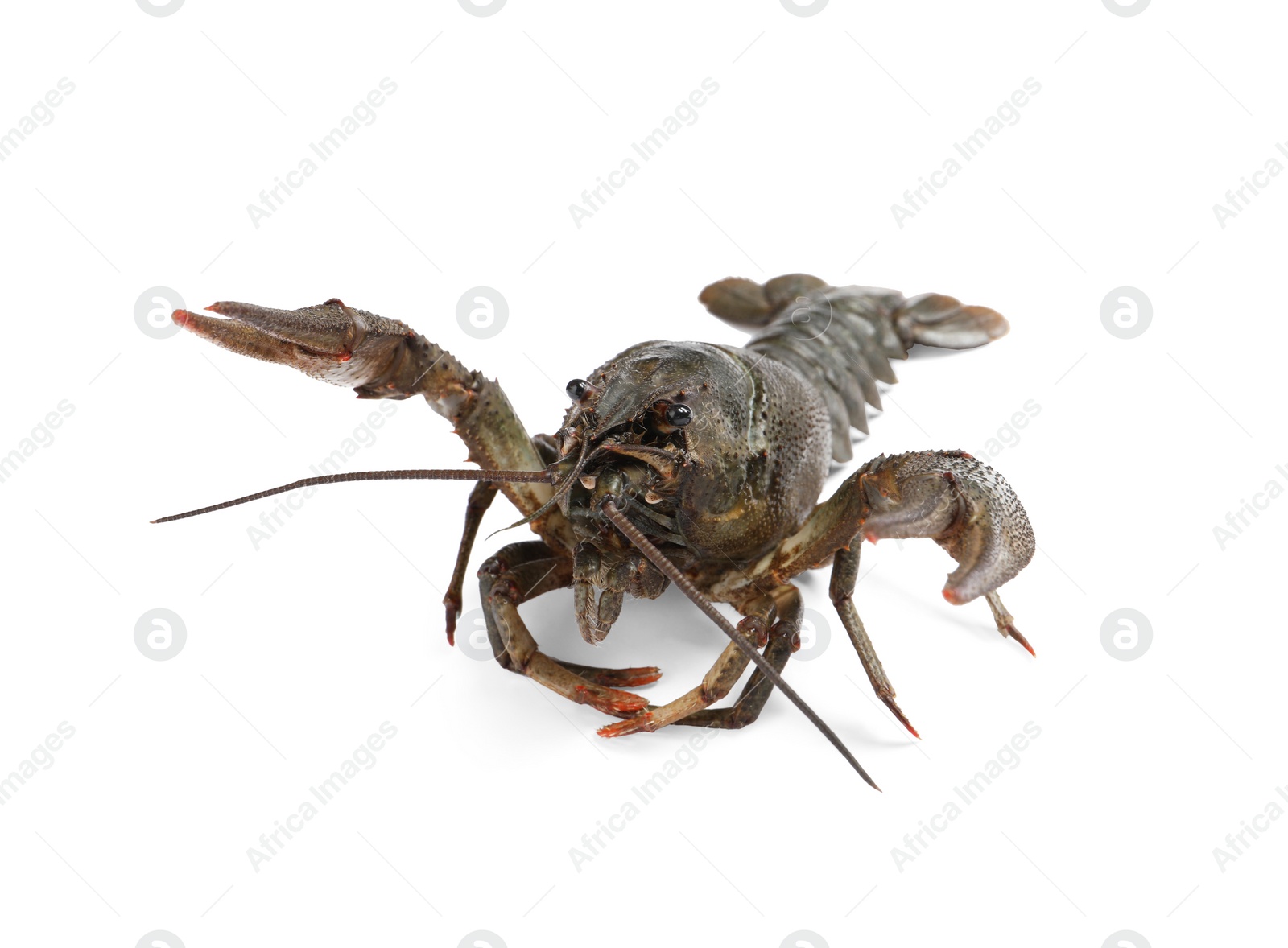 Photo of One fresh raw crayfish isolated on white