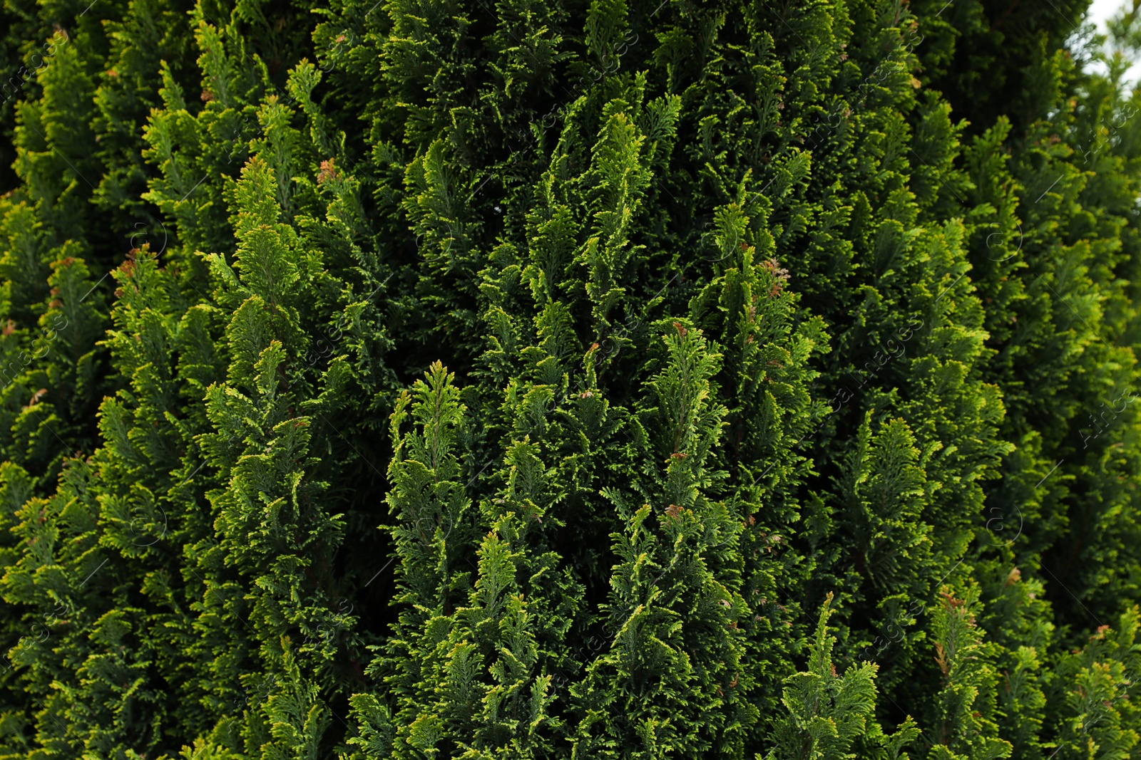 Photo of Closeup view of beautiful thuja tree with green branches