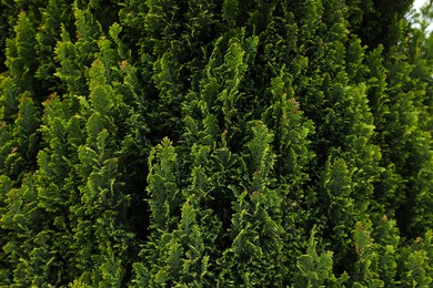 Photo of Closeup view of beautiful thuja tree with green branches