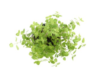 Photo of Aromatic green potted oregano isolated on white, top view