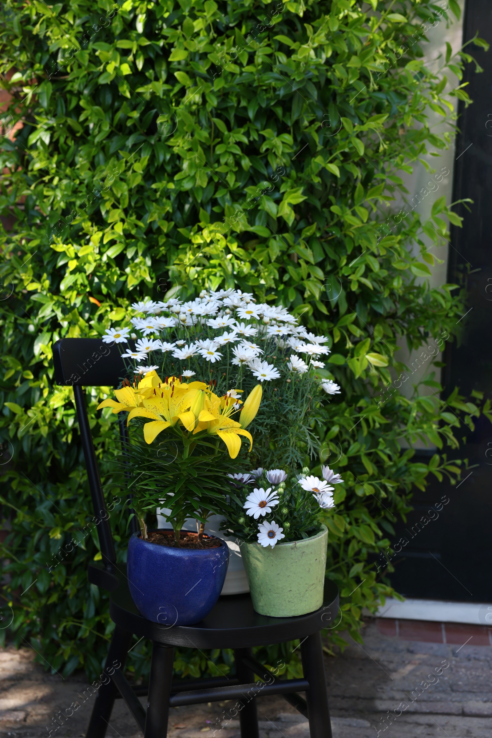 Photo of Beautiful blooming plants in flowerpots on black chair outdoors