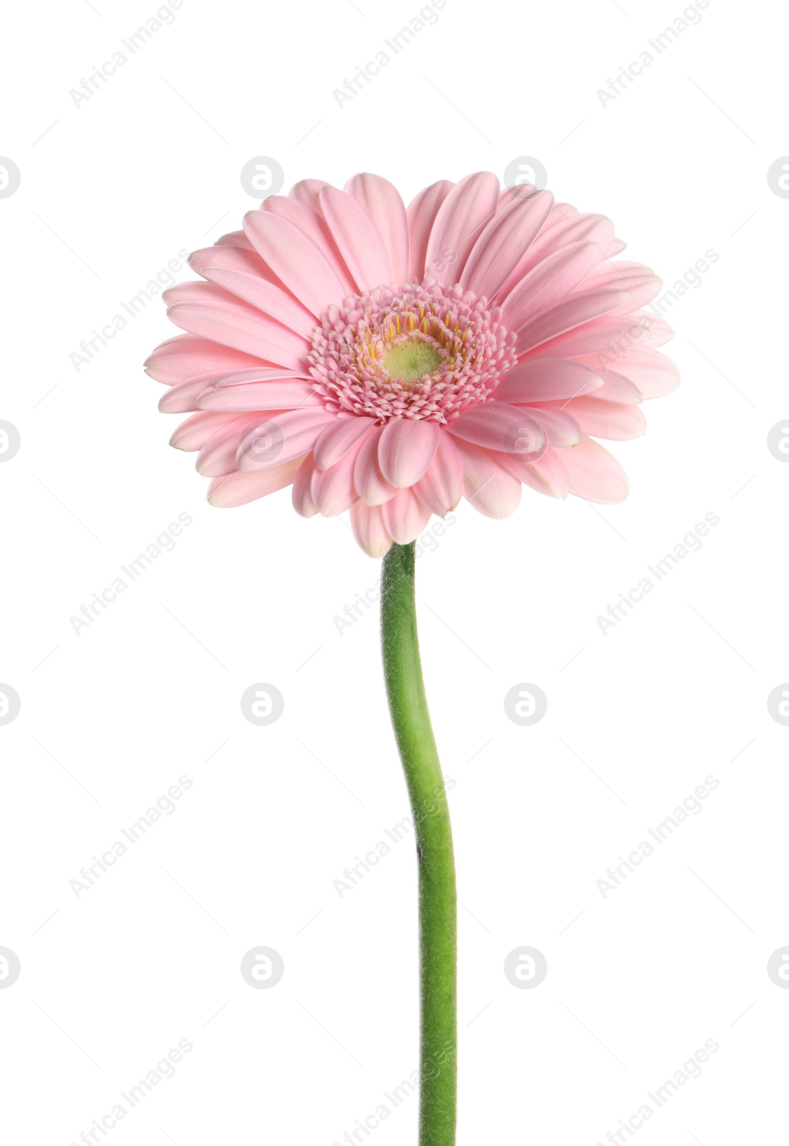 Photo of Beautiful pink gerbera flower isolated on white