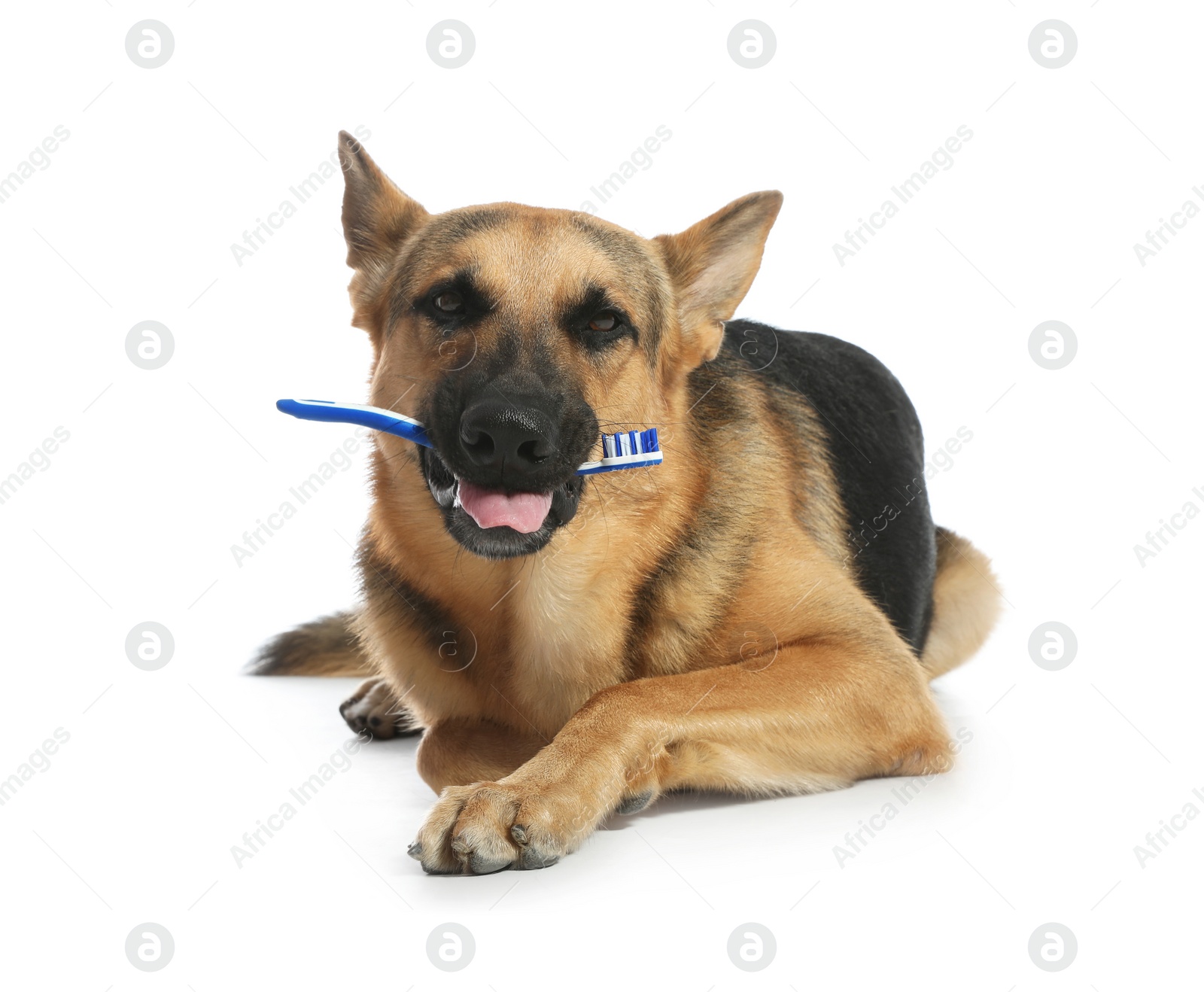 Photo of Cute German shepherd dog with toothbrush on white background. Pet care