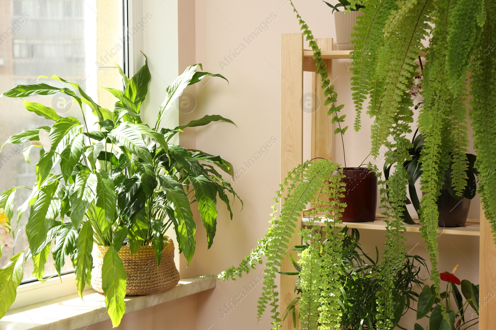 Photo of Beautiful houseplants in pots near window indoors. House decor