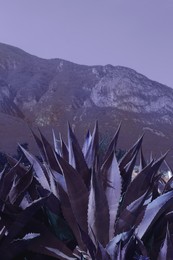 Beautiful Agave plant growing outdoors on sunny day