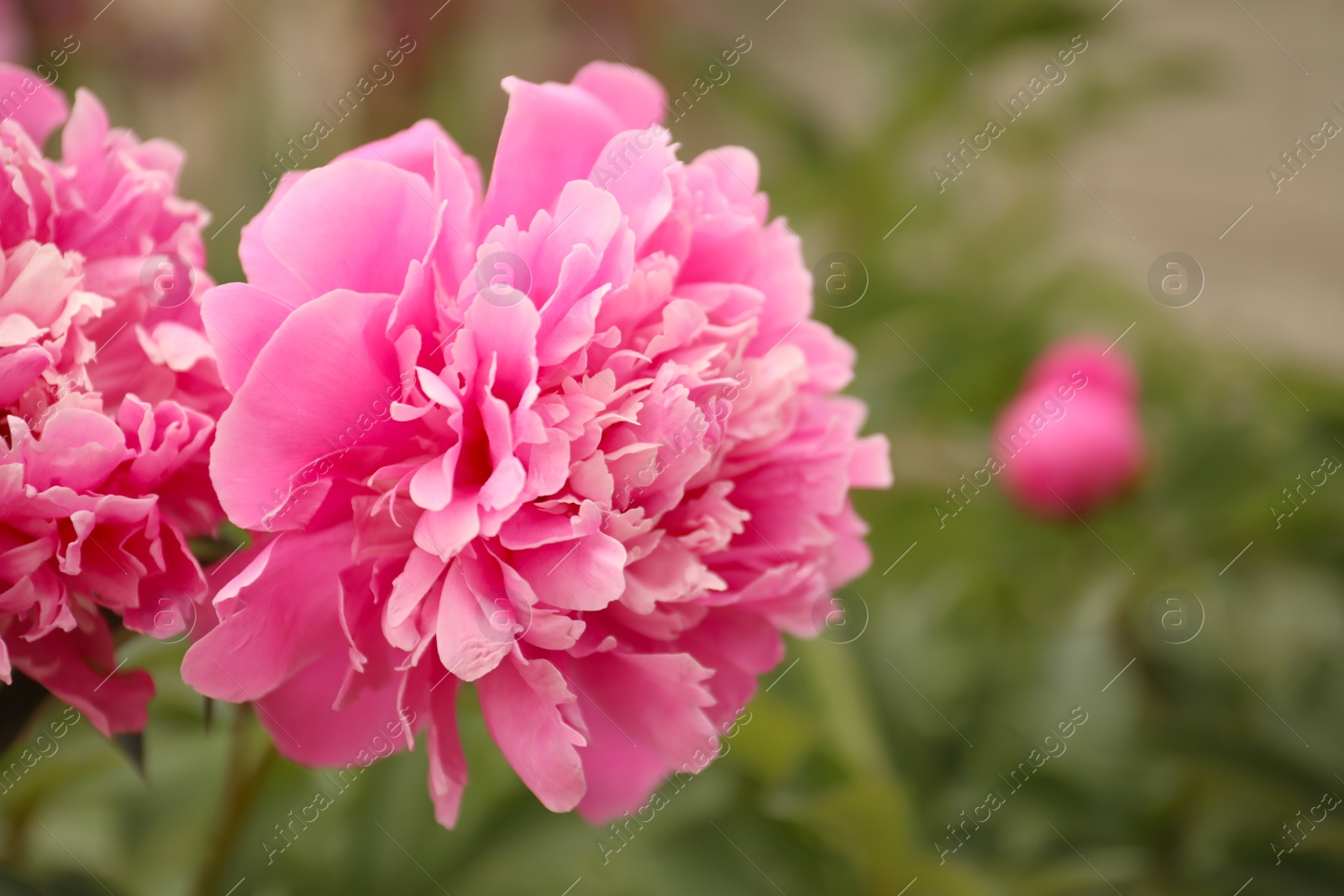 Photo of Beautiful blooming pink peony outdoors, closeup. Space for text